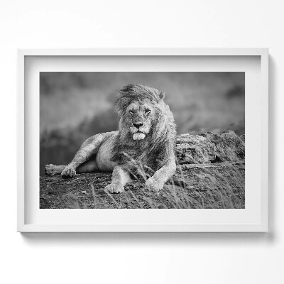 Kép keretben Fekete-fehér oroszlán portréja
