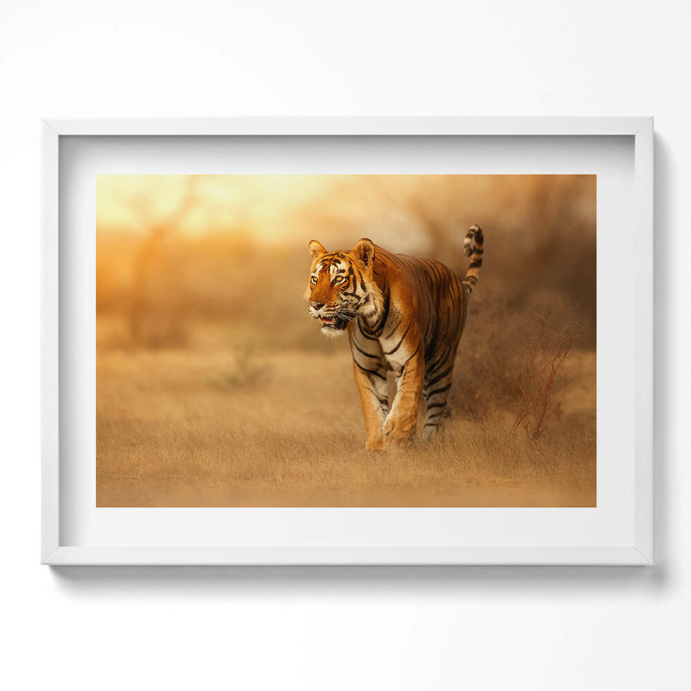 Kép keretben Tigris a fűben