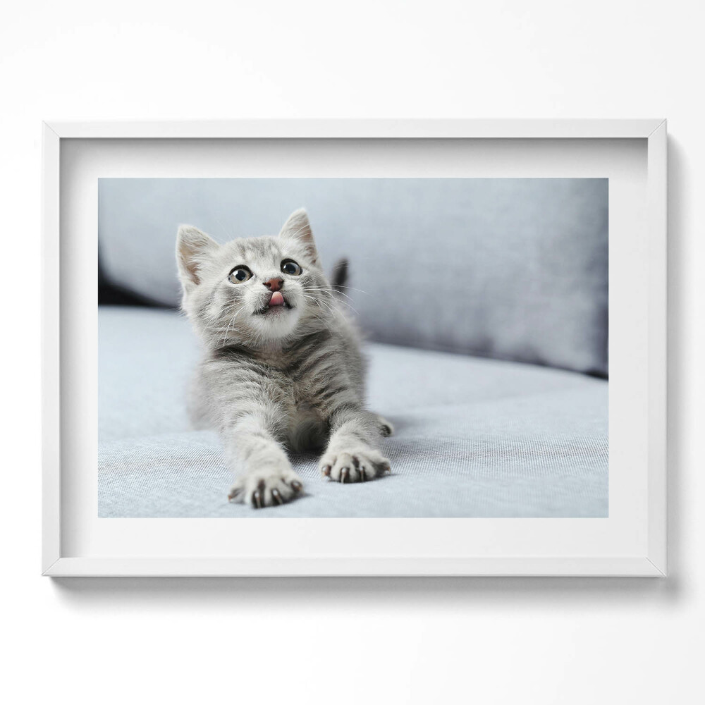 Kép keretben Cuki nyújtózó macska