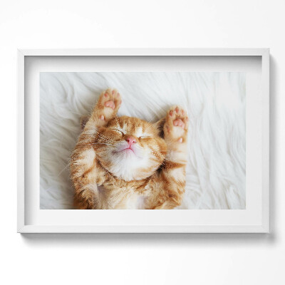 Kép keretben Alvó boldog macska