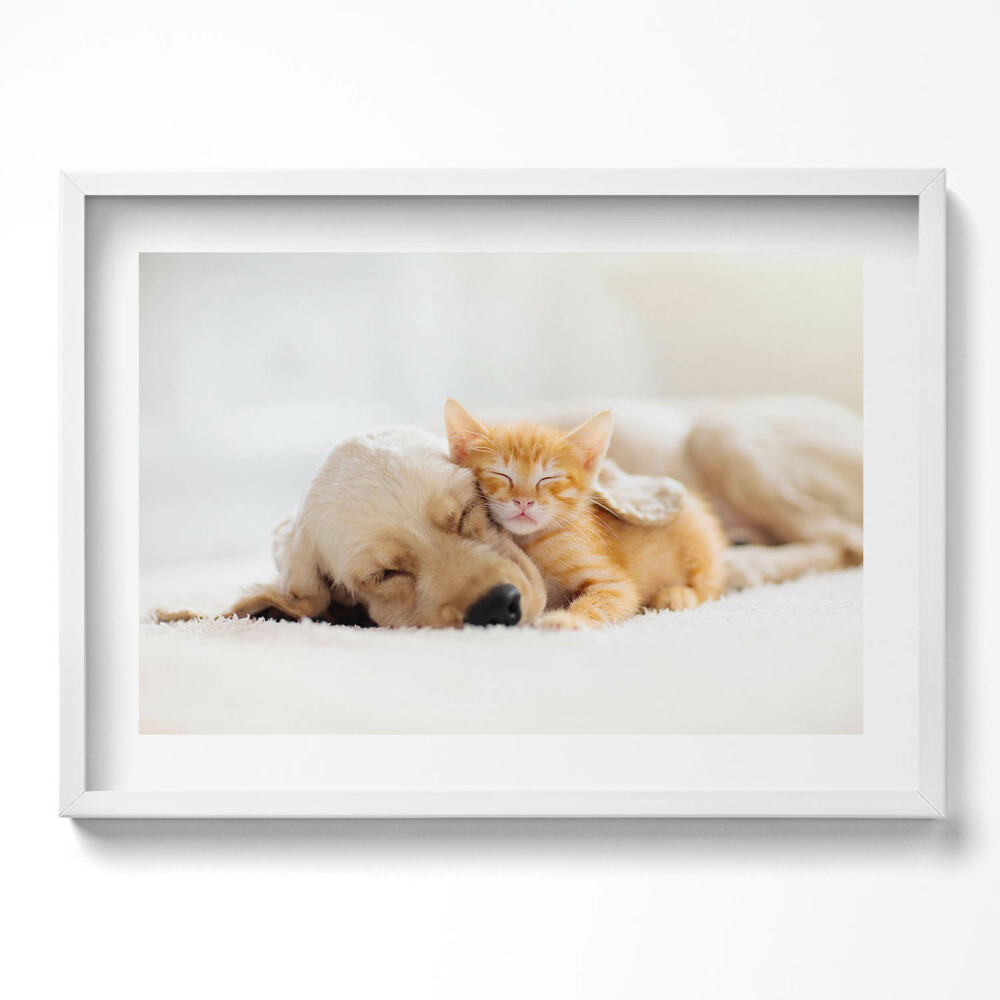 Kép keretben Kutyus és cica együtt alszanak