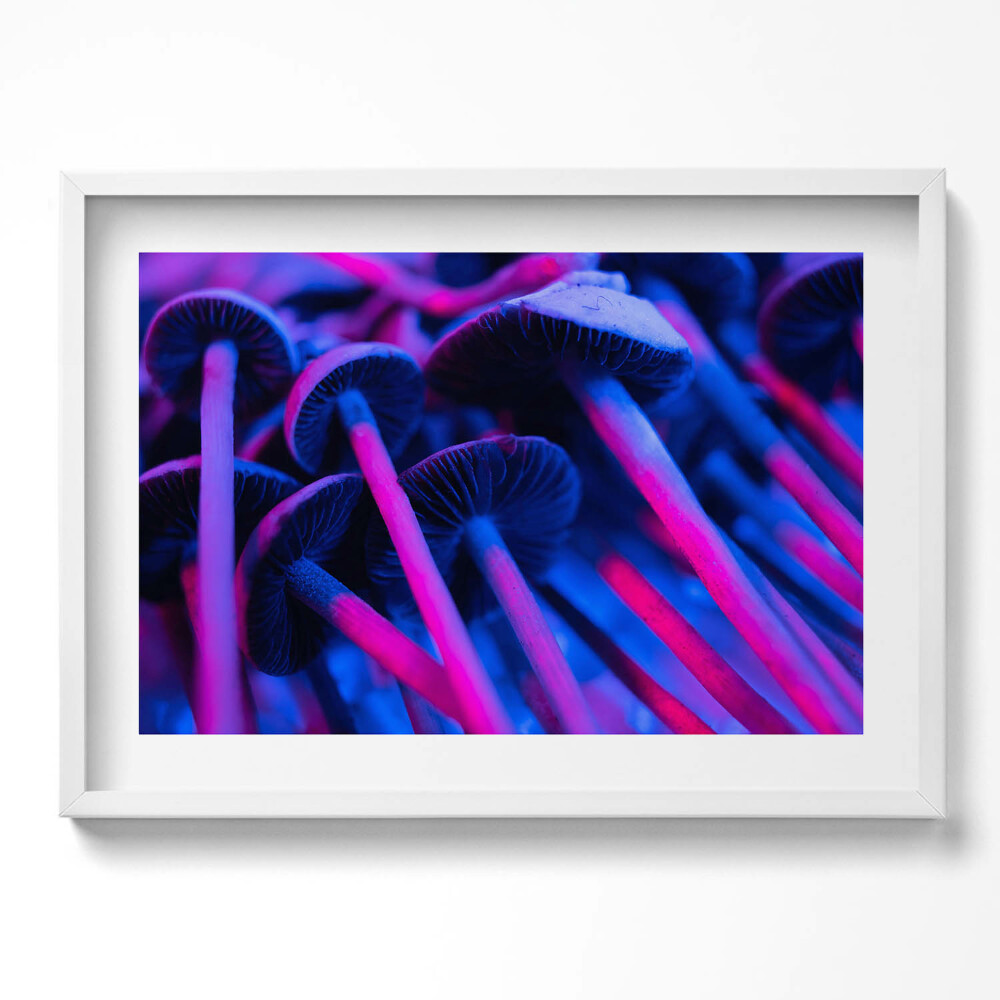 Kép keretben Fényes gombák élénk színek