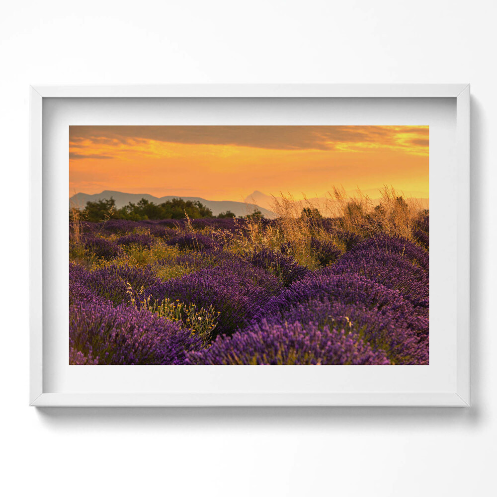 Kép keretben Levendulamező naplementében