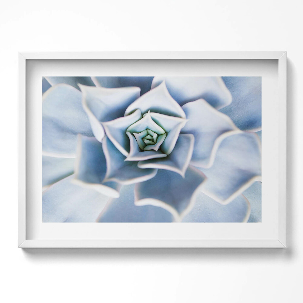 Kép keretben Zöld színű pozsgás növény