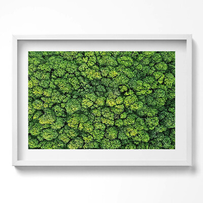 Kép keretben Zöld erdő lombkoronája