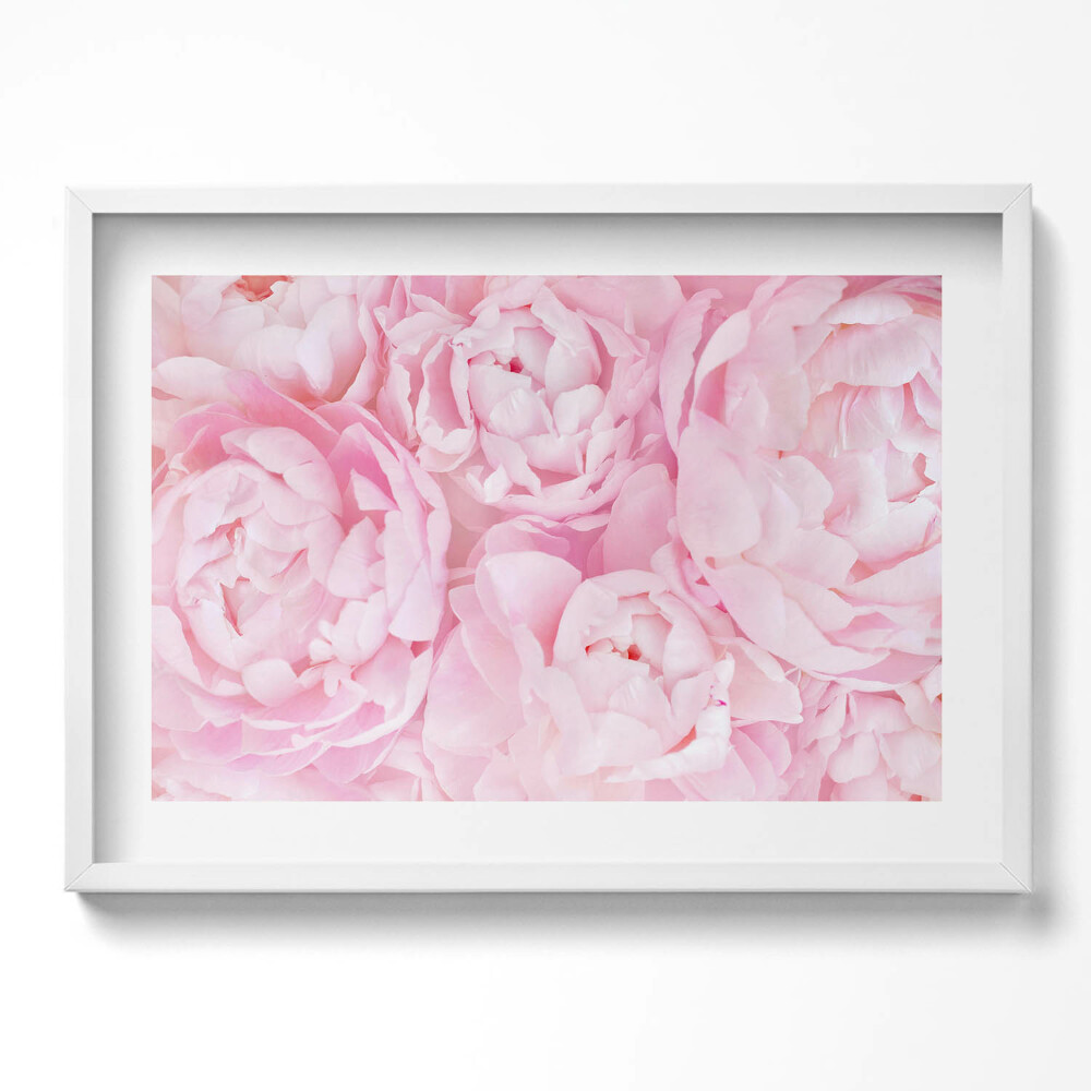Kép keretben Rózsaszínű pünkösdi rózsák