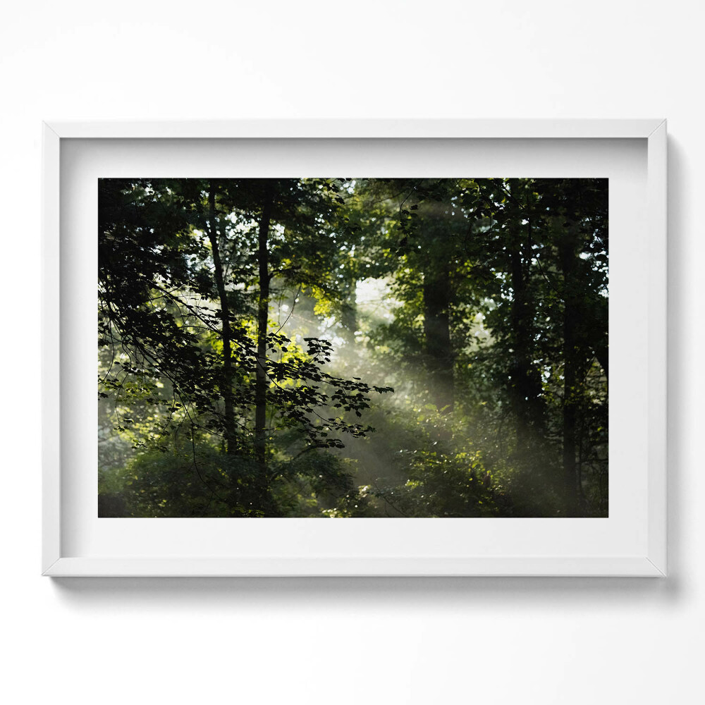 Kép keretben Fák és fény a természetben
