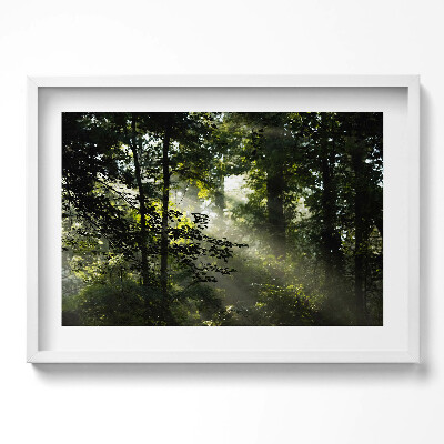 Kép keretben Fák és fény a természetben