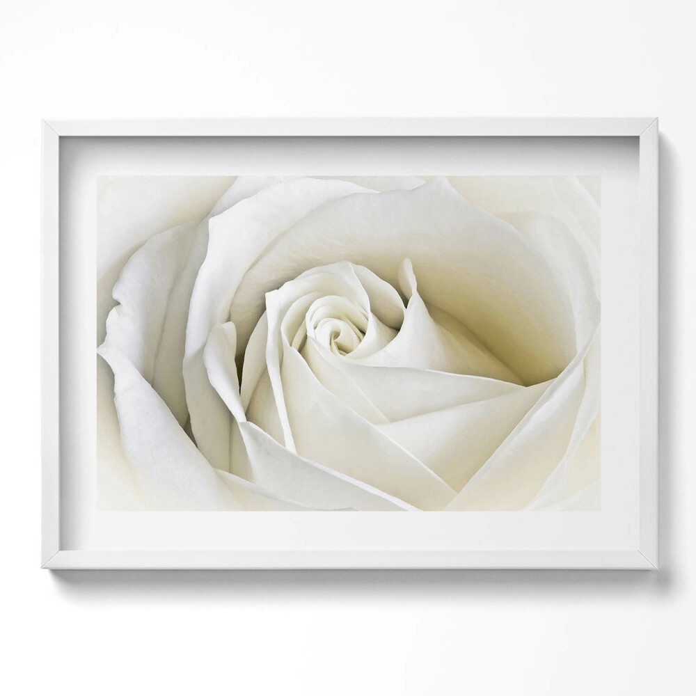 Kép keretben Fehér rózsa közeli képe