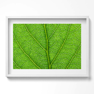 Kép keretben Zöld levél textúrája