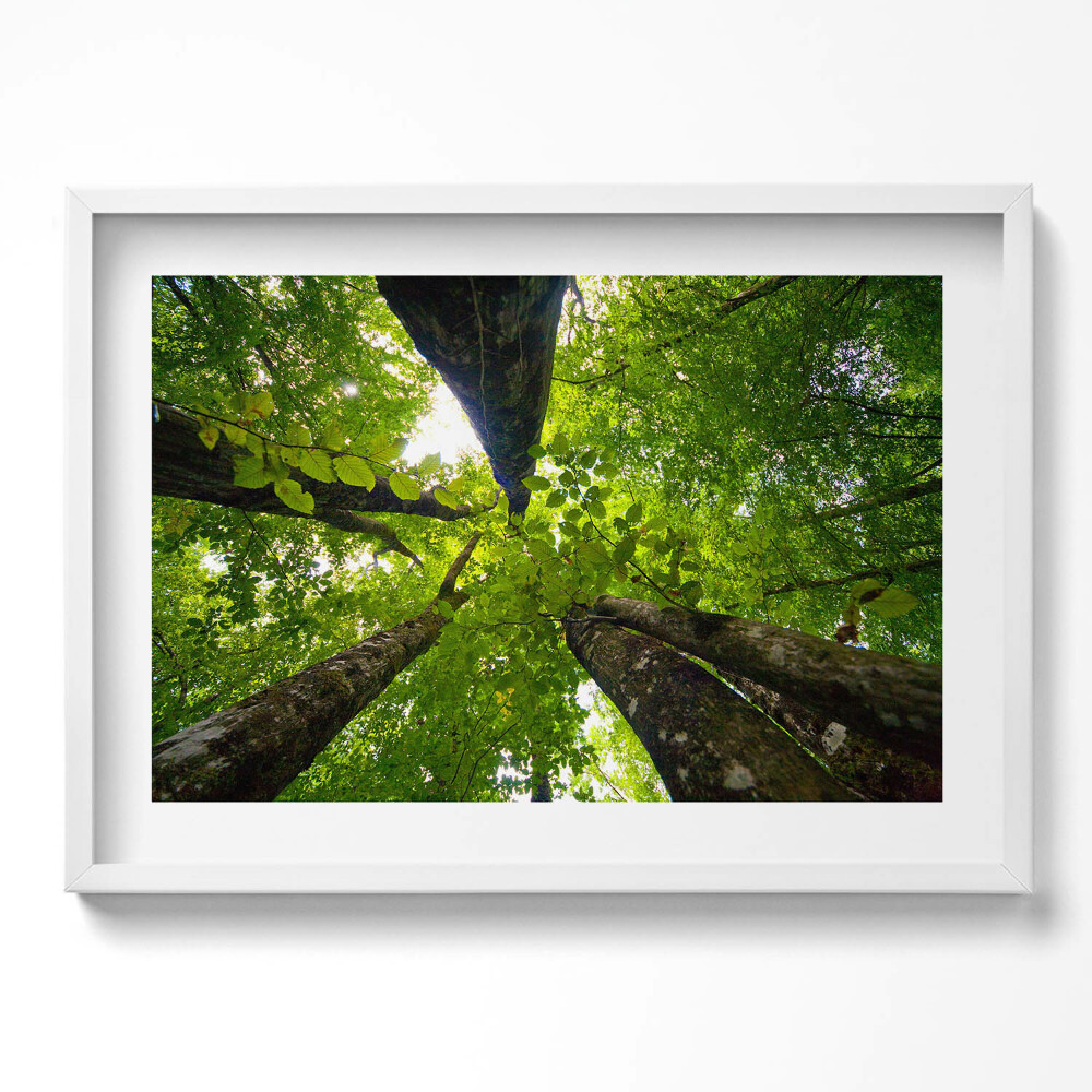 Kép keretben Zöld lombok fák természet