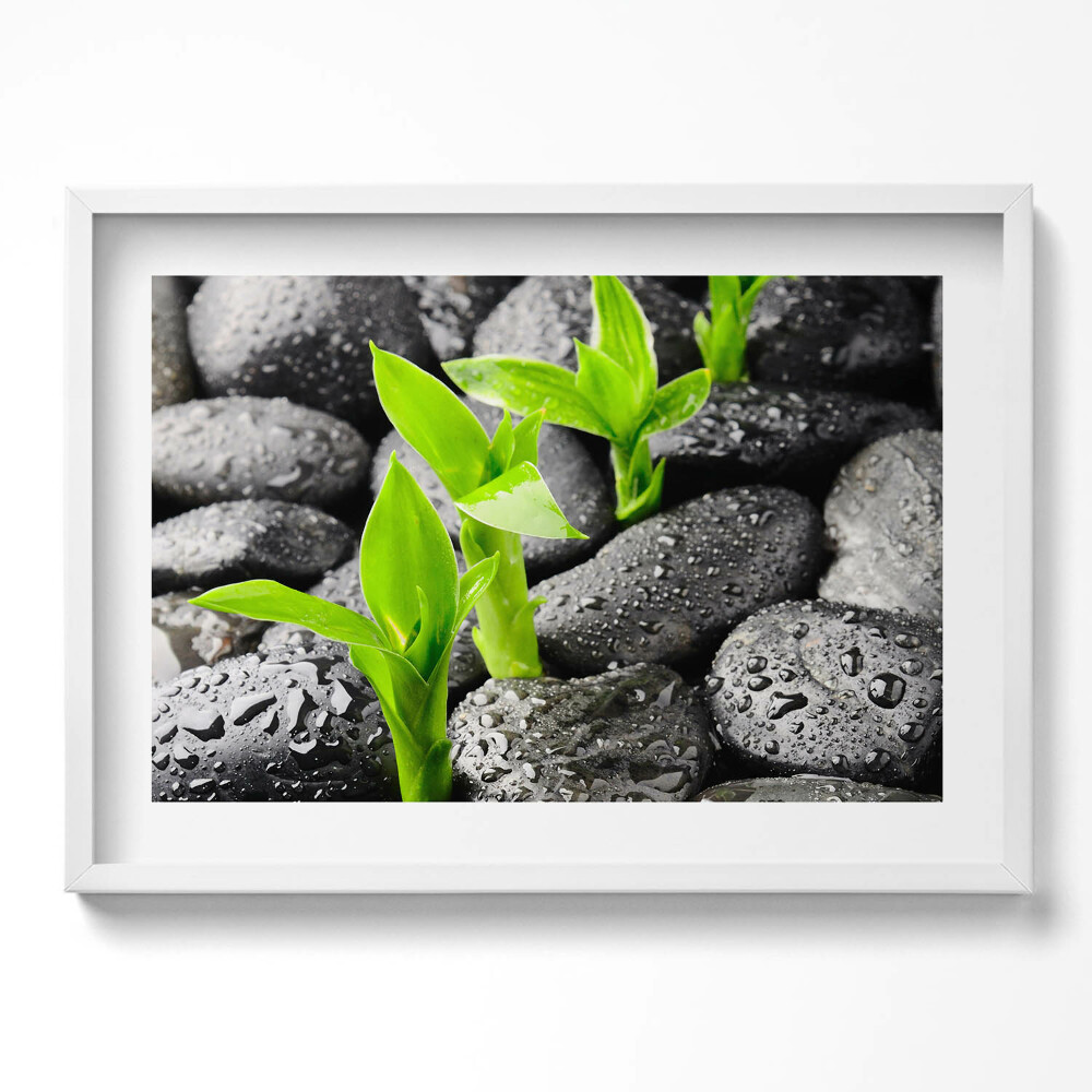 Kép keretben Zöld hajtások fekete köveken