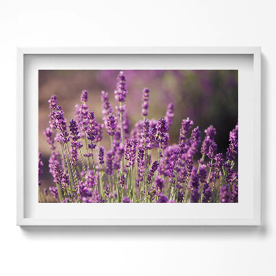 Kép keretben Levendula mező virágai