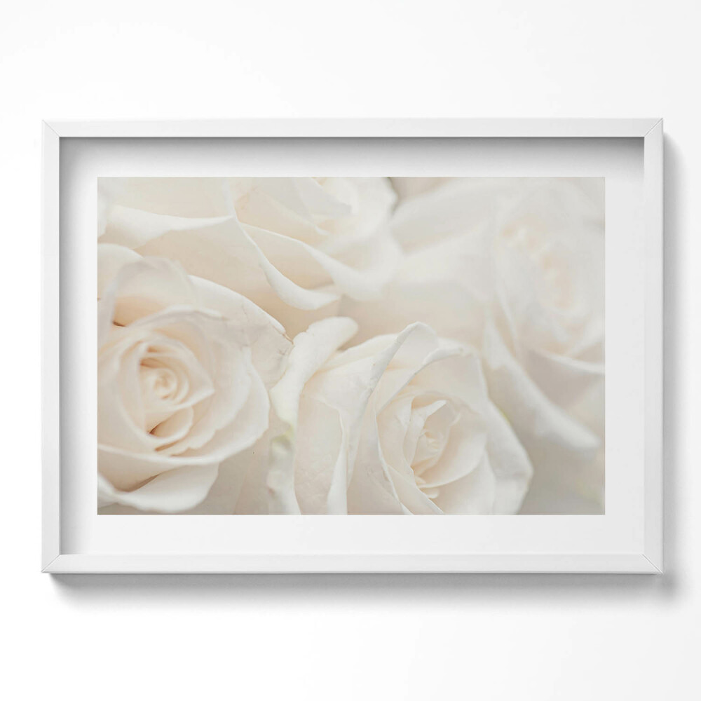 Kép keretben Fehér rózsák közelről