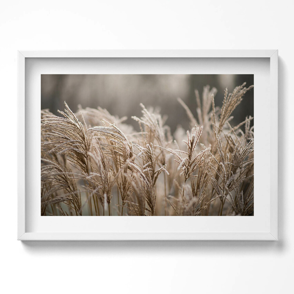 Kép keretben Fagyott fűszálak természetes táj