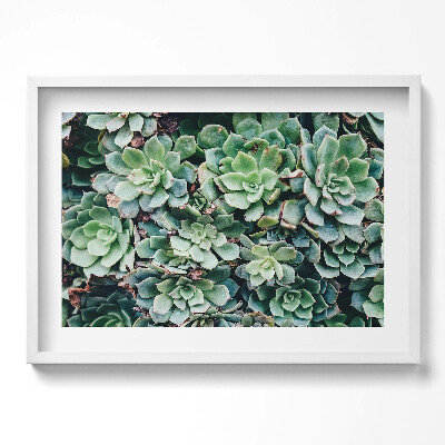 Kép keretben Zöld pozsgás növények