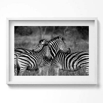 Kép keretben Zebrák fekete-fehér csíkokkal