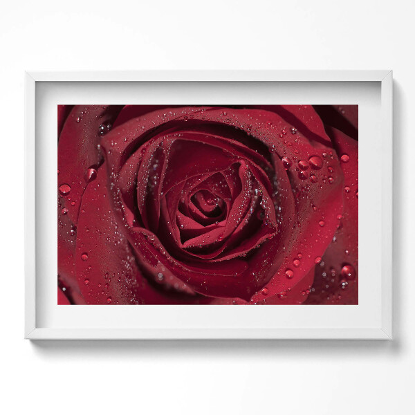 Kép keretben Piros rózsa esőcseppekkel