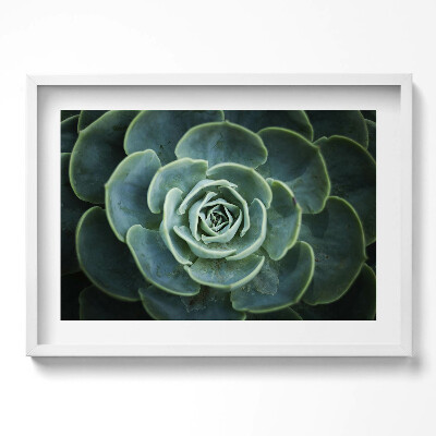 Kép keretben Zöld szukkulens növény