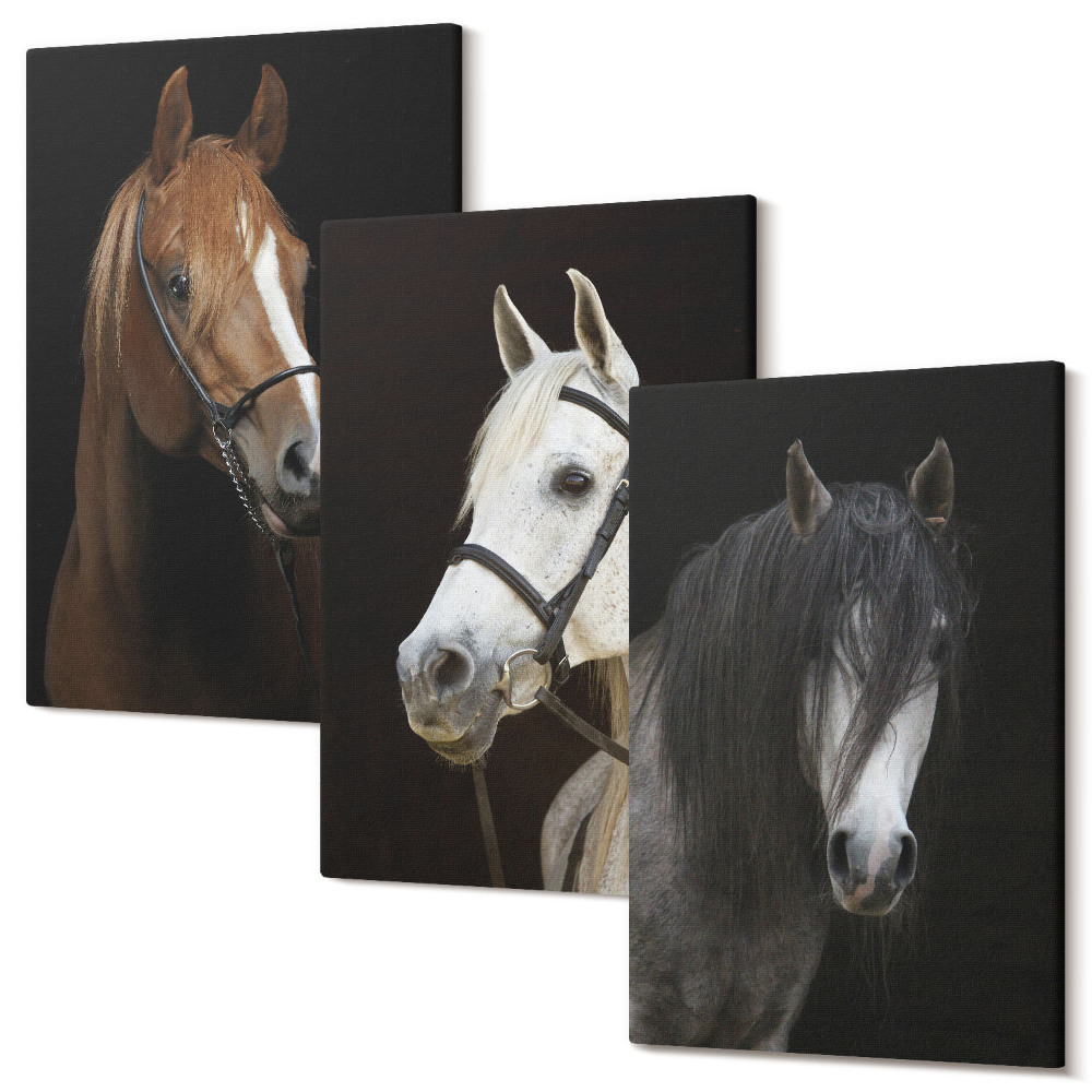 Háromrészes vászonkép szett Lovak portréi a szőr különböző árnyalataiban