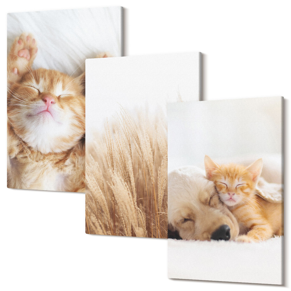 Kép szett triptichon Aranyos állatok macskák kutyák finom fű boho