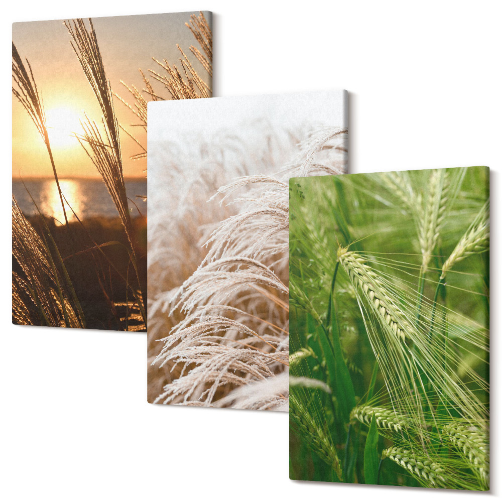 Háromrészes vászonkép szett Különböző típusú fű színes természet