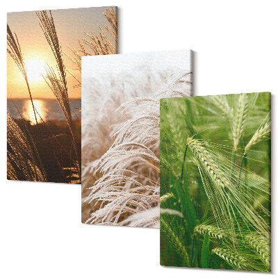 Háromrészes vászonkép szett Különböző típusú fű színes természet