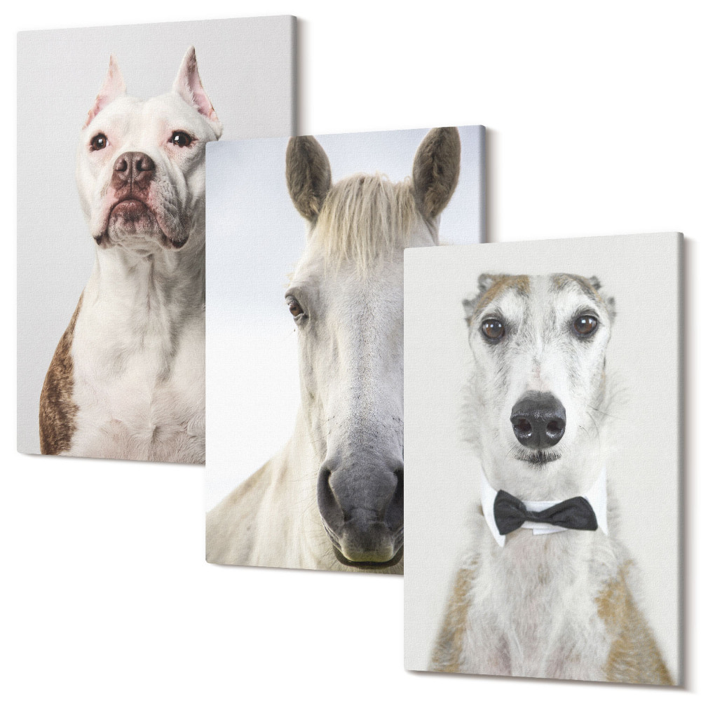 Falikép szett triptichon Érdekes portrék kutyákról és lovakról elegáns stílusban