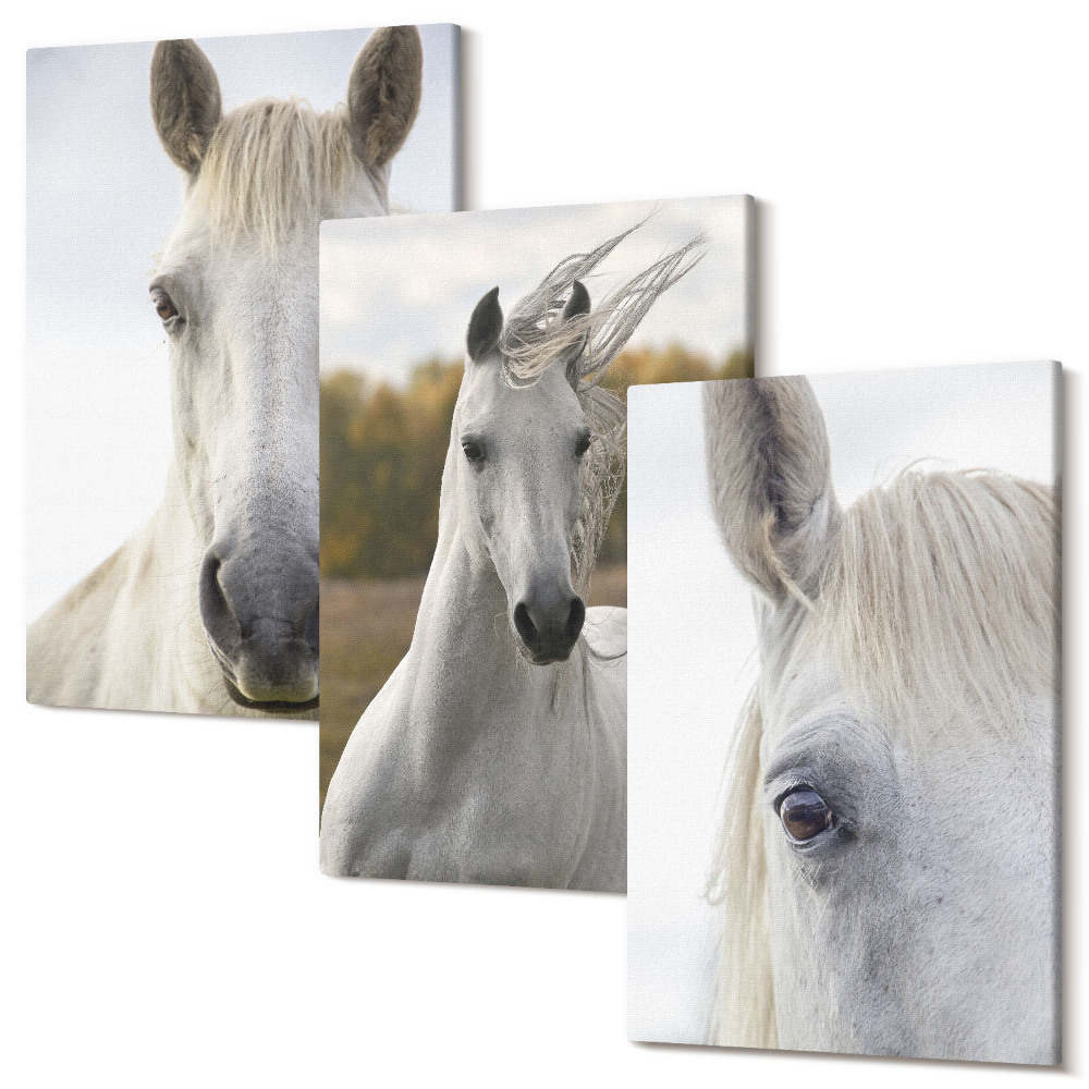 Falikép szett triptichon Fehér lovak különböző pózokban természetes háttér előtt