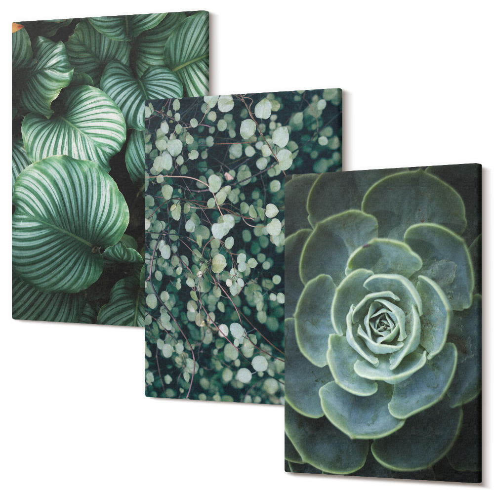 Kép szett triptichon Zöld leveles növények és stílusos pozsgások