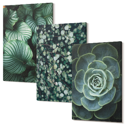Kép szett triptichon Zöld leveles növények és stílusos pozsgások