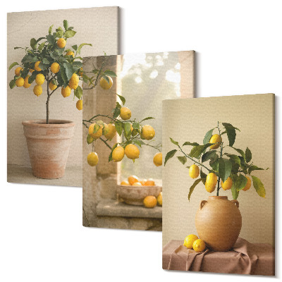 Háromrészes vászonkép szett Citromfák cserépben és az ablakon