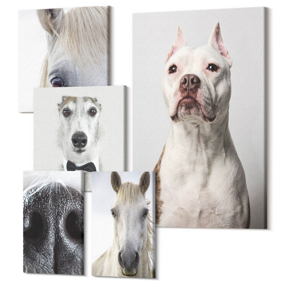 Vászonkép ötrészes Kisállatportrék modern stílusban