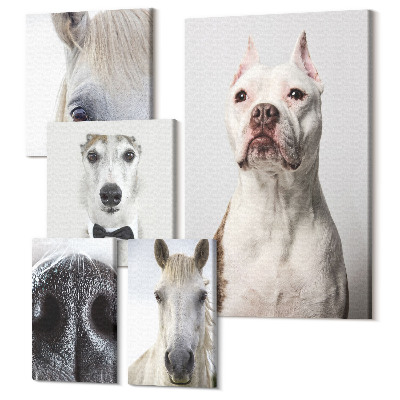 Vászonkép ötrészes Kisállatportrék modern stílusban