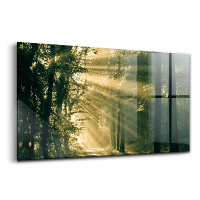 Üvegkép falra Napsugaras erdő