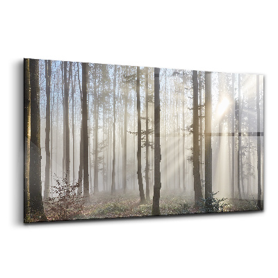 Üvegkép falra Ködös erdő