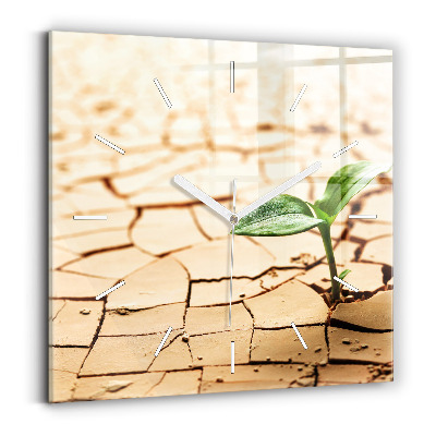 Szögletes fali üvegóra Növény a száraz talajban